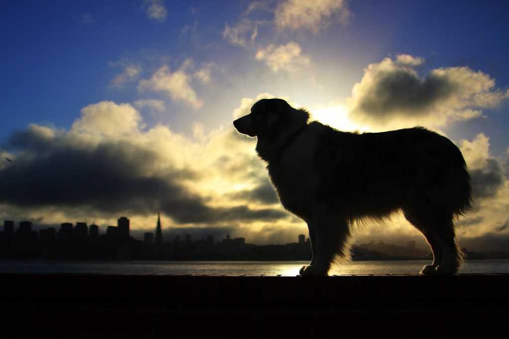 Wish Silhouette on Treasure&nbsp;Island