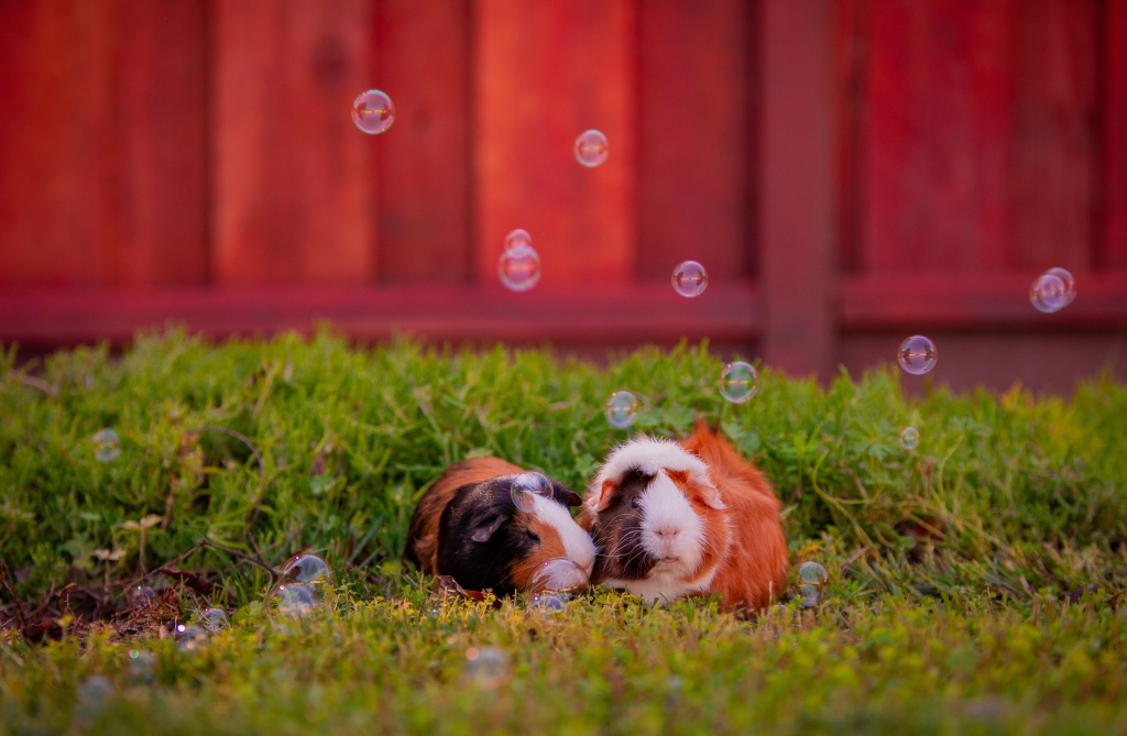 An Adorable Guinea Pig Photoshoot from March 2019